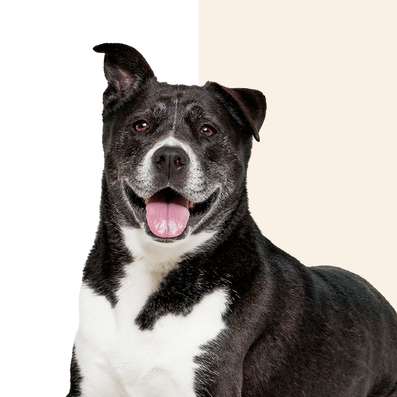 Wisdom panel clearance dog dna australia